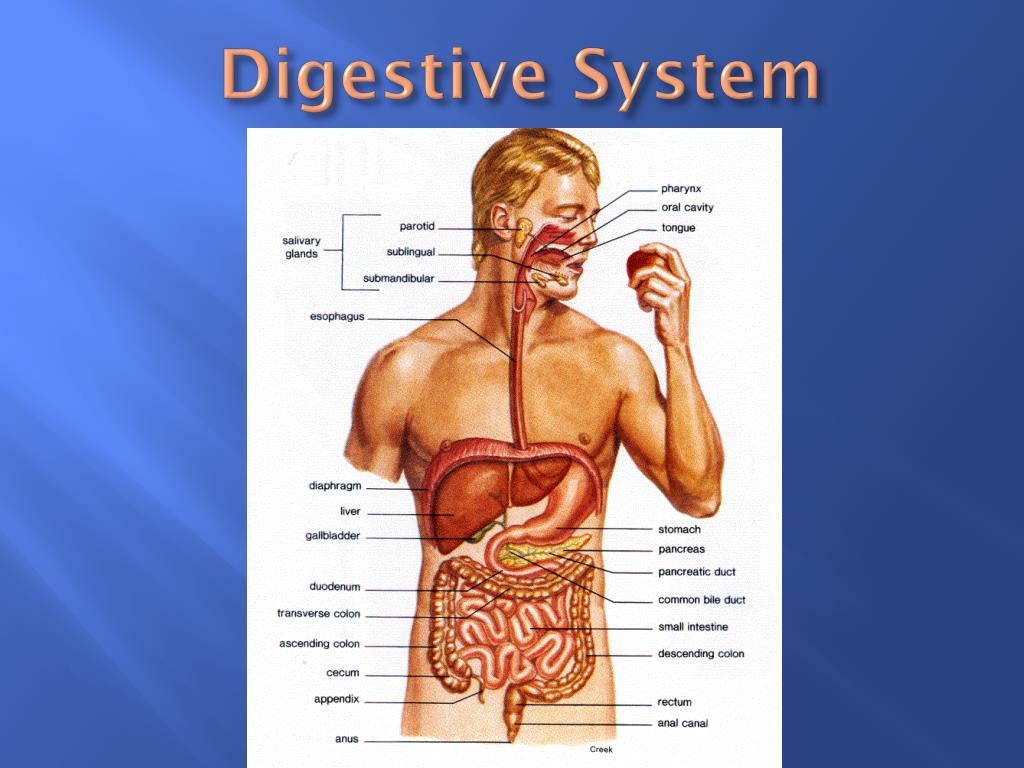make a presentation on human digestive system
