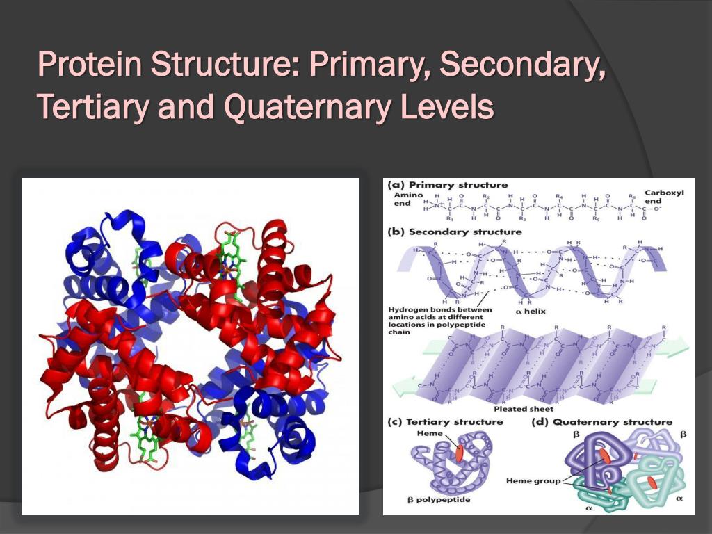 Ppt Protein Structure Tertiary And Quaternary Structures Powerpoint Sexiz Pix 3395