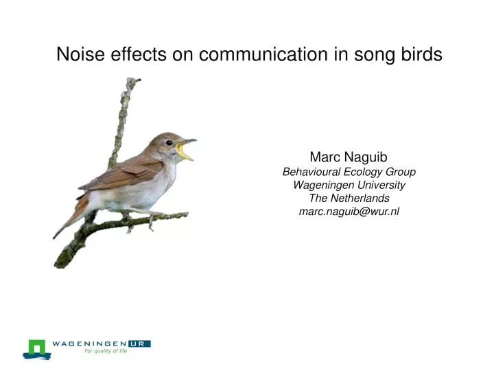 PPT - Noise effects on communication in song birds PowerPoint Presentation  - ID:1922823