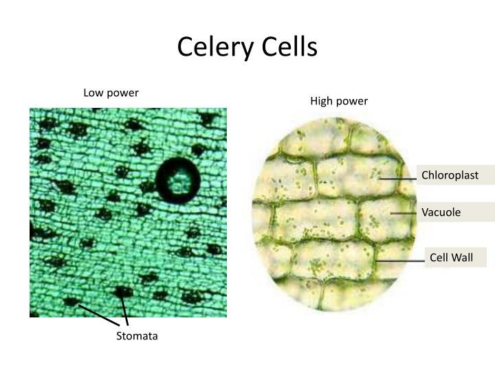 PPT Iodine Stain PowerPoint Presentation ID1922886