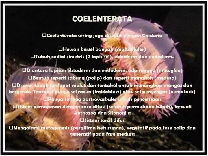 PPT COELENTERATA Coelenterata sering juga disebut dengan Cnidaria Hewan  bersel  banyak 