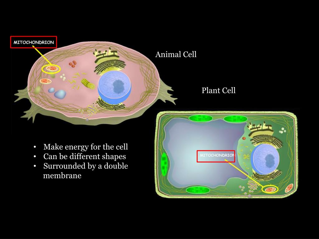 PPT - Cells: Plants and Animals PowerPoint Presentation, free download - ID:1923248 PPT - Cells: Plants and Animals PowerPoint Presentation, free download - ID:1923248