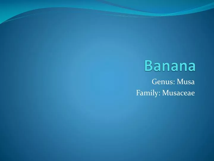 PPT Banana PowerPoint Presentation Free Download ID 1923351 banana-aqua-design-ppt-backgrounds-banana-aqua-design-ppt-photos