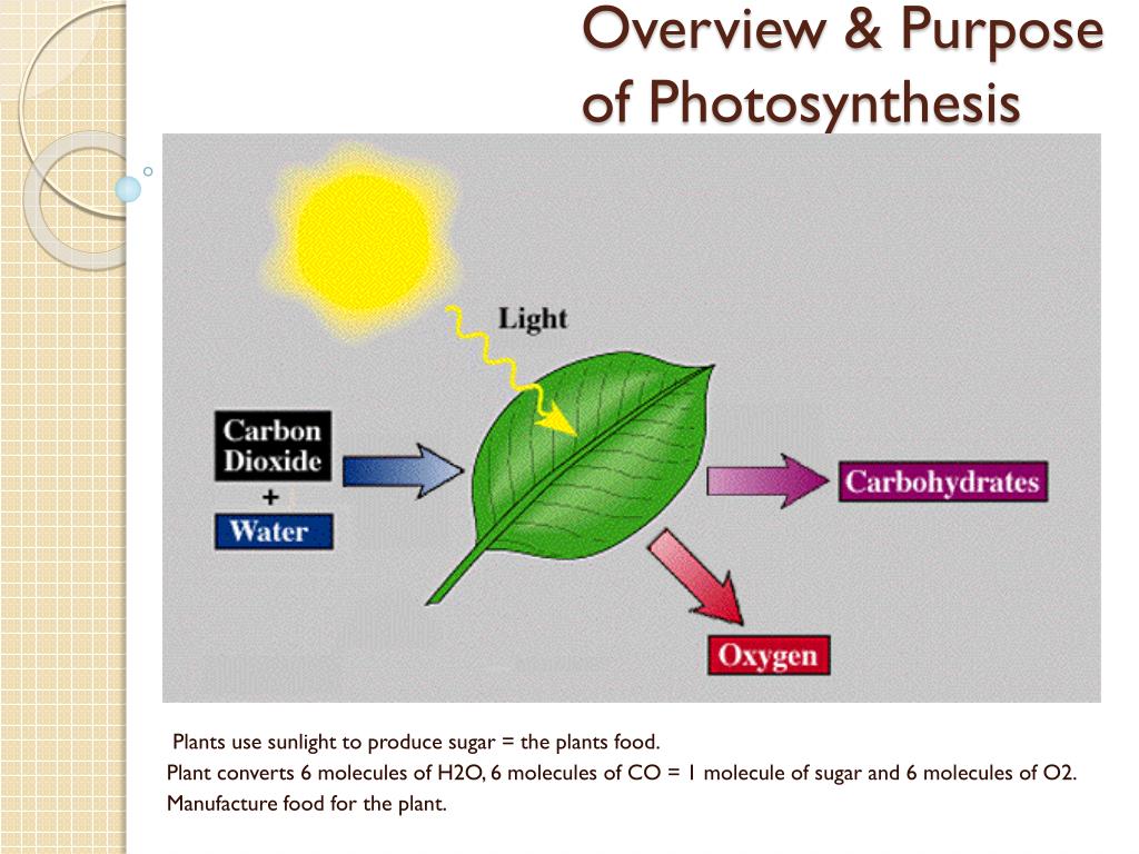 what is the final product and main goal of photosynthesis