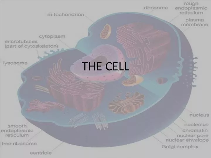 the cell n.