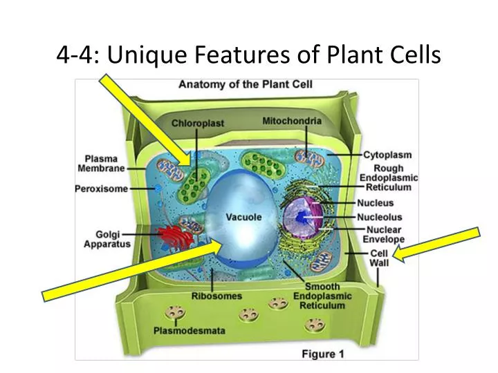 Ppt 4 4 Unique Features Of Plant Cells Powerpoint Presentation Free Download Id 1923731