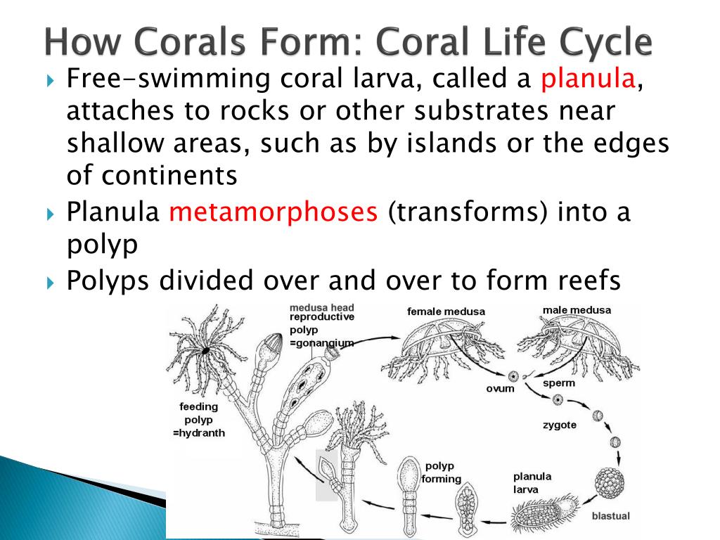Coral Life Cycle Diagram