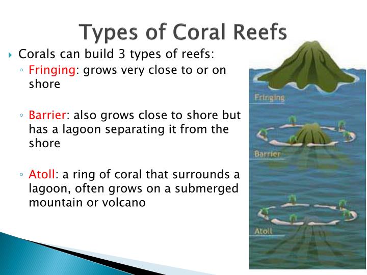 PPT - Coral Reefs PowerPoint Presentation - ID:1923968