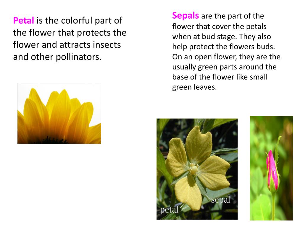 Ppt Flower Parts And Their Functions