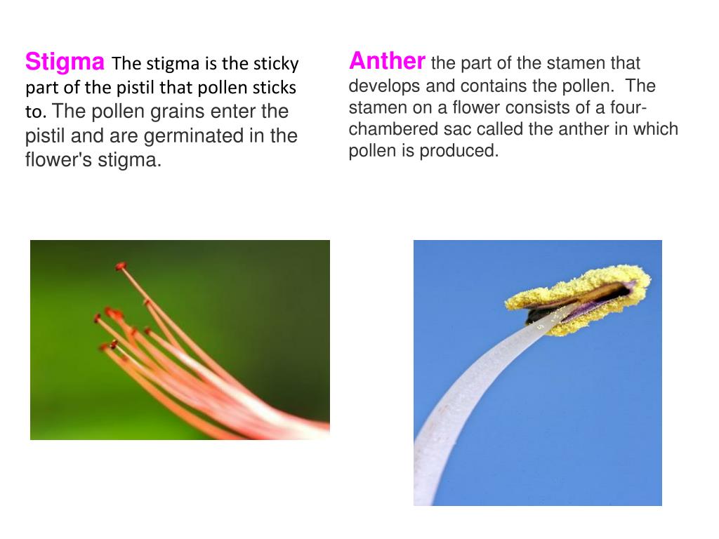 Stigma перевод. Stigma Flower. Pollen Grains are produced by the. Brush like Stigma.
