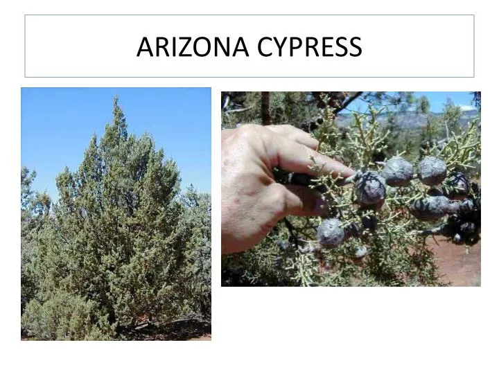PPT ARIZONA CYPRESS PowerPoint Presentation, free download ID1925994