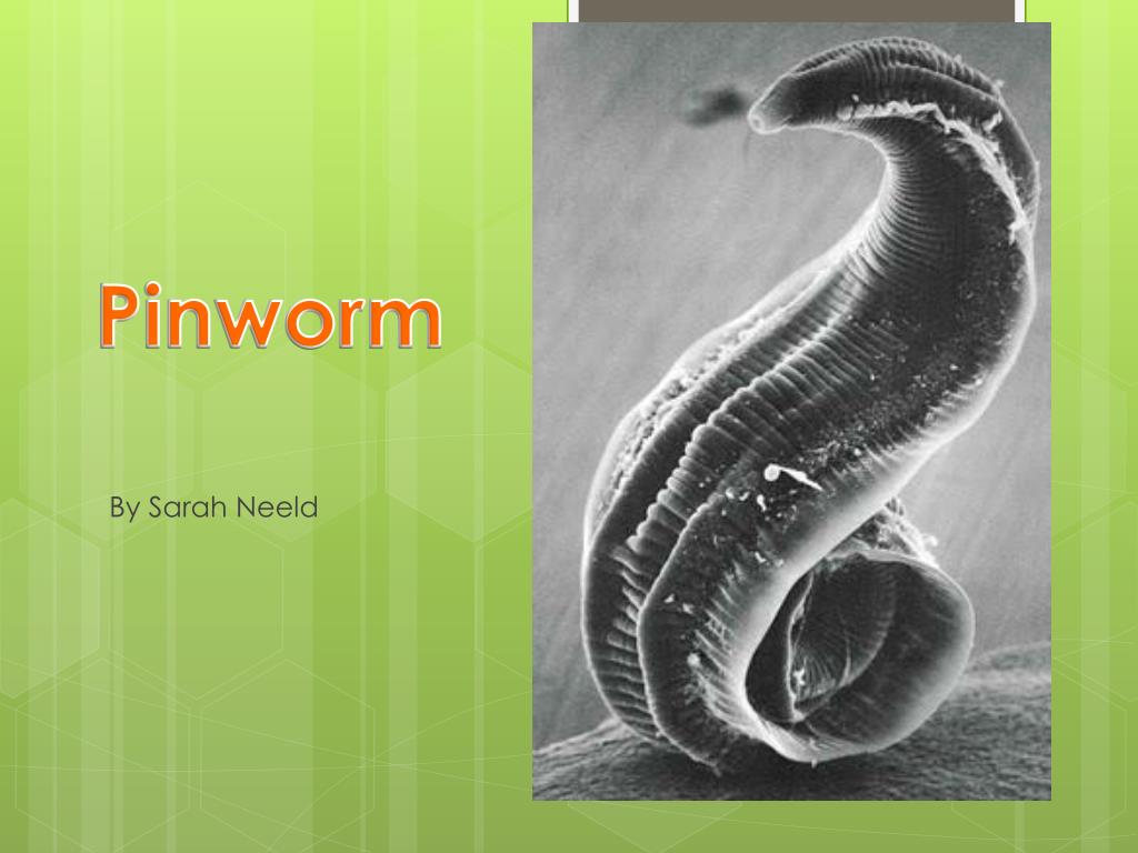 pinworms férgek pinworms férgek