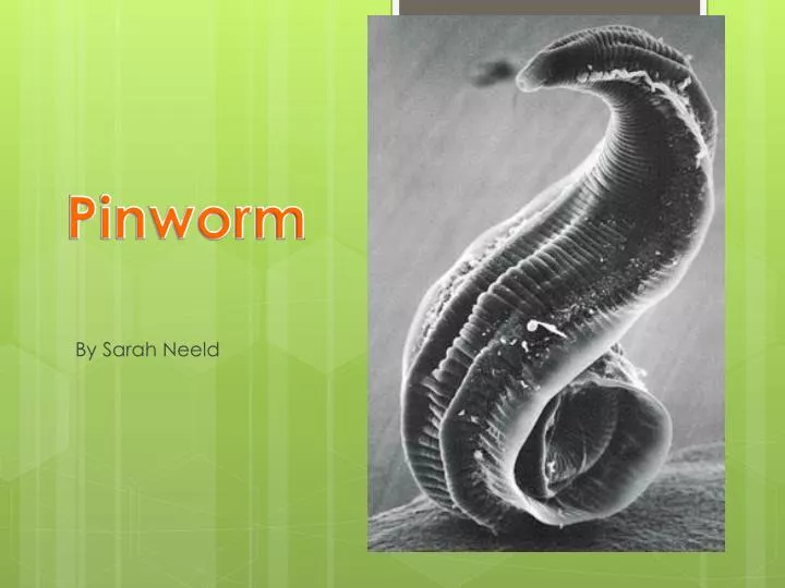 pinworm hookworm férgek mint a garnélarák