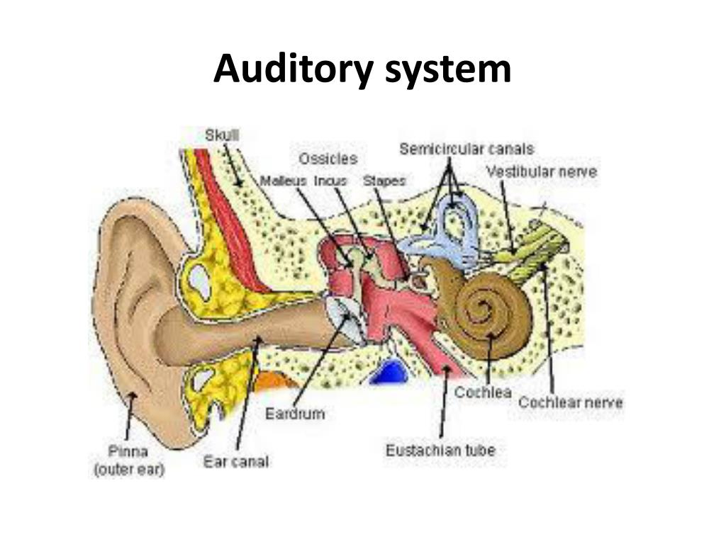 auditory canal function