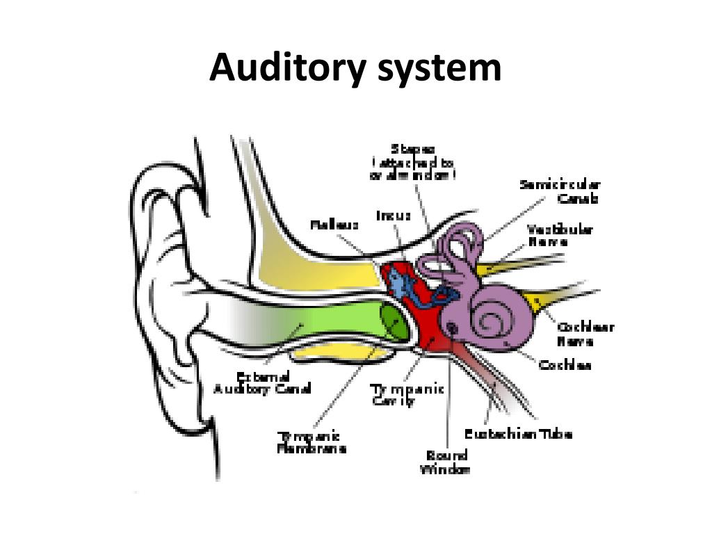 auditory synonym auditory synonym