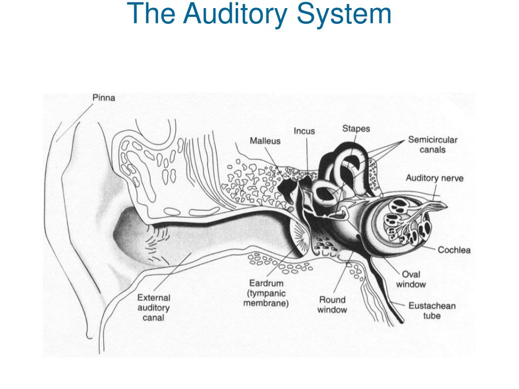 Hear system. Auditory Analyzer. Auditory Sensory System. Auditory Phonetics. Hearing System.