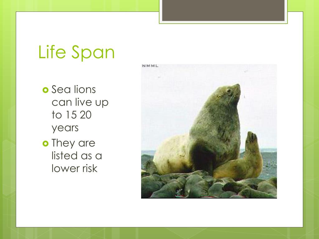 PPT Sea lions Water Lions PowerPoint Presentation, free download ID