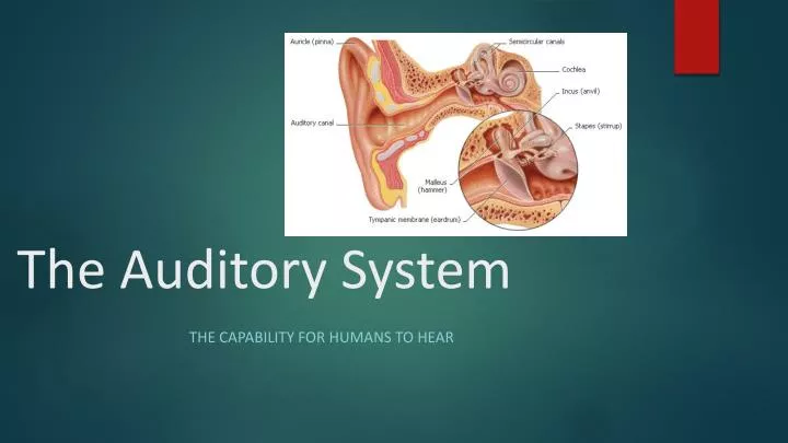 define auditory define auditory