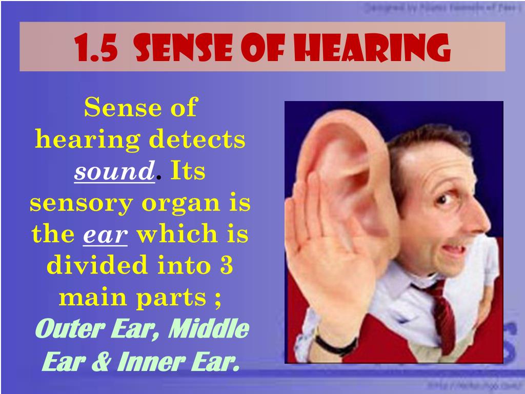 Режет слух синоним. The sense of hearing. Sensitive hearing ppt. Foxes using sense of hearing. Relating to the sense of hearing..