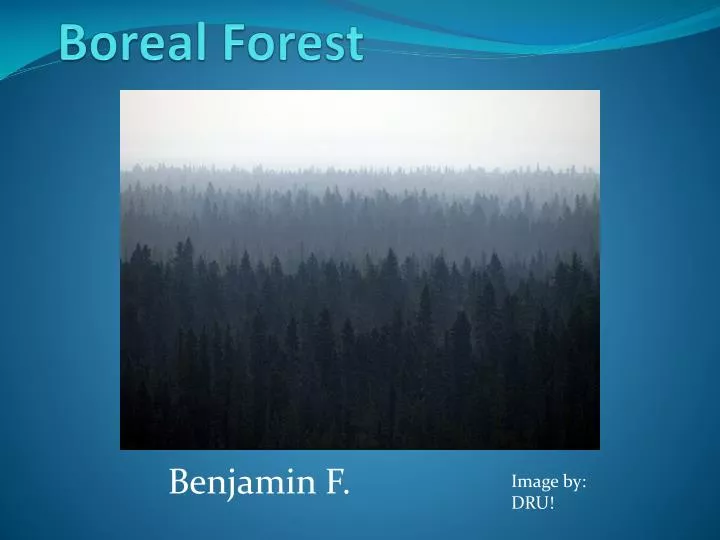 boreal forest n.