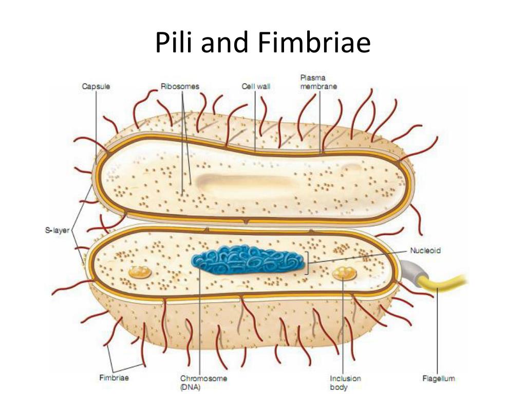 PPT Prokaryotic Cell Structure and Function PowerPoint Presentation