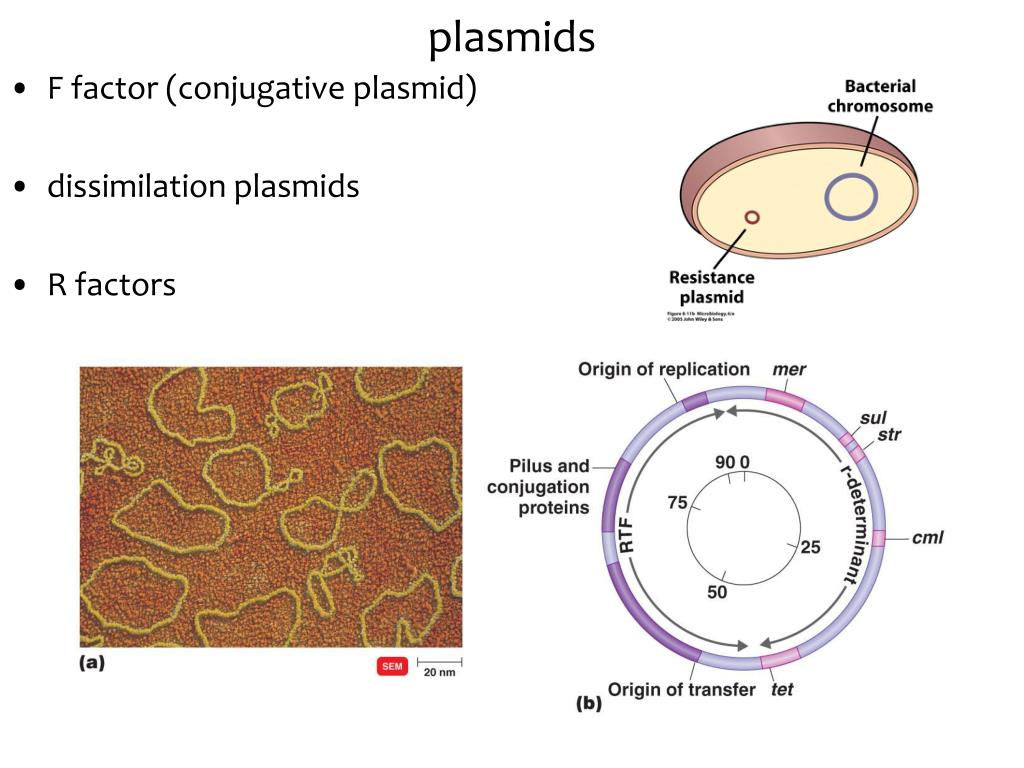 Гибридизация плазмид. Плазмиды. Плазмиды бактерий. Плазмиды бактерий микроскоп. Плазмид фото.