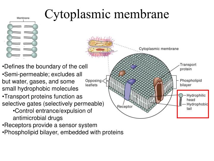 PPT - Morphology of Prokaryotic Cells: Cell Shapes PowerPoint