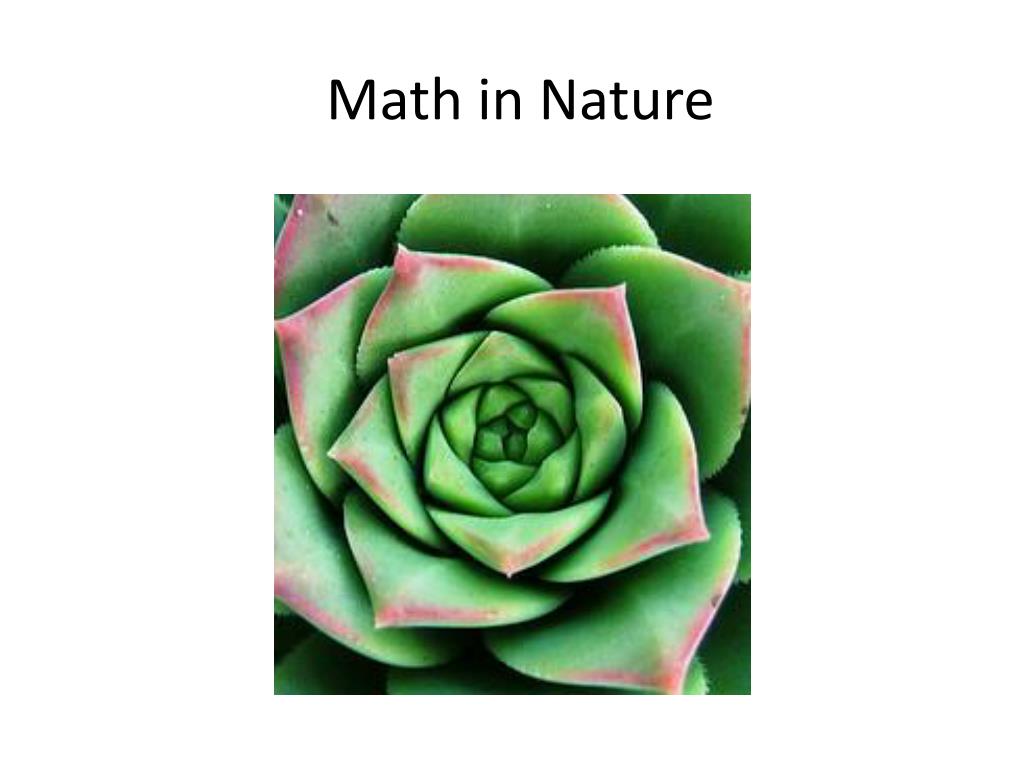 beauty of mathematics in nature essay