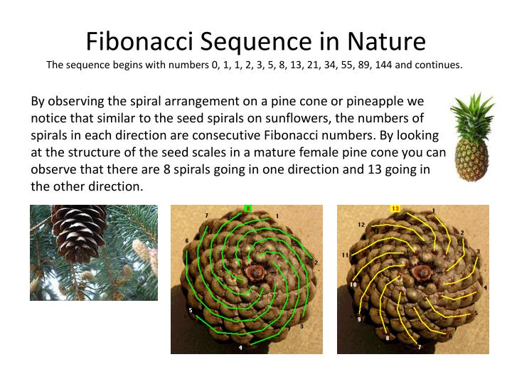PPT - Math in Nature PowerPoint Presentation - ID:1927666