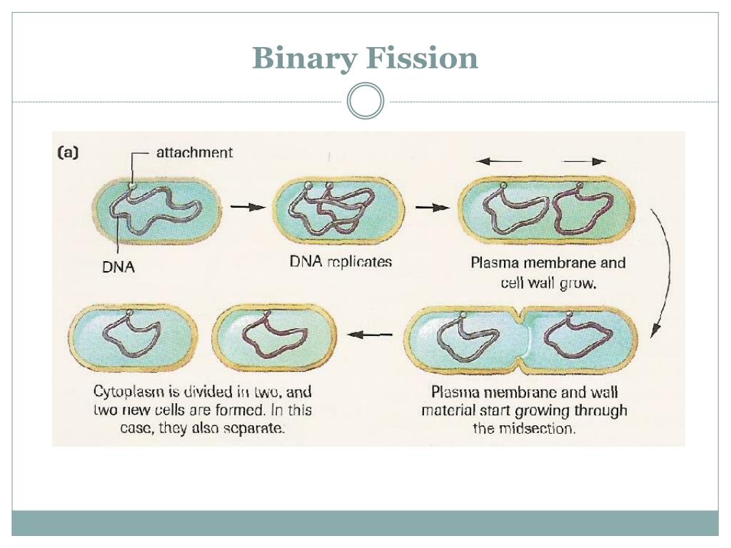 binary fission examples