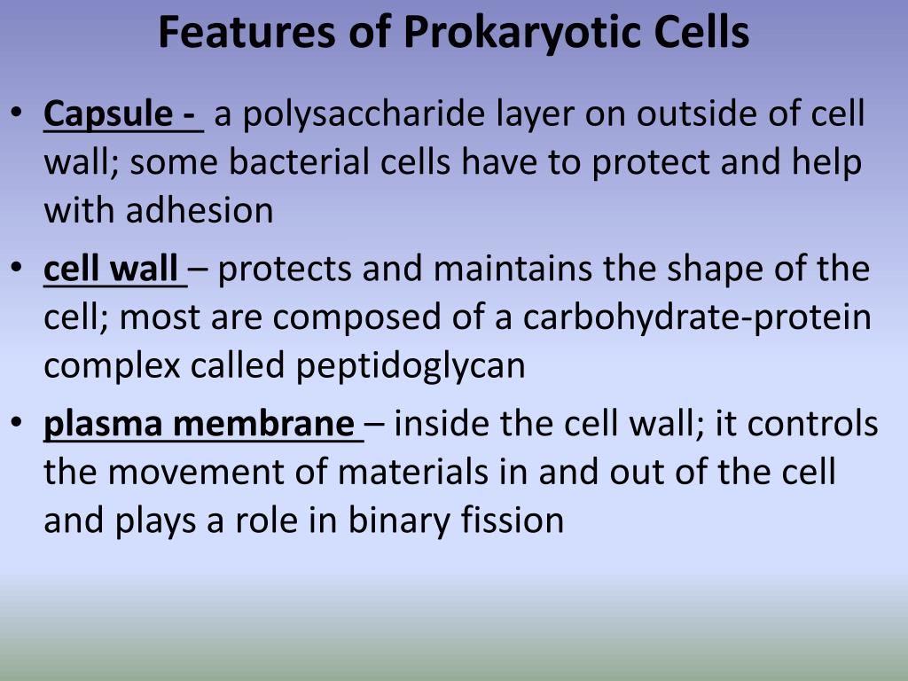 PPT - Prokaryotic Cells PowerPoint Presentation, Free Download - ID:1928000