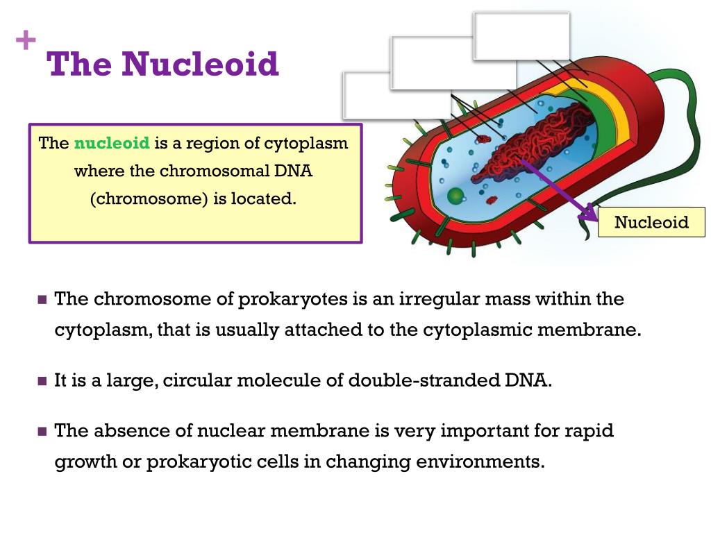PPT BACTERIA PowerPoint Presentation Free Download ID 1928151 PPT BACTERIA PowerPoint Presentation Free Download ID 1928151