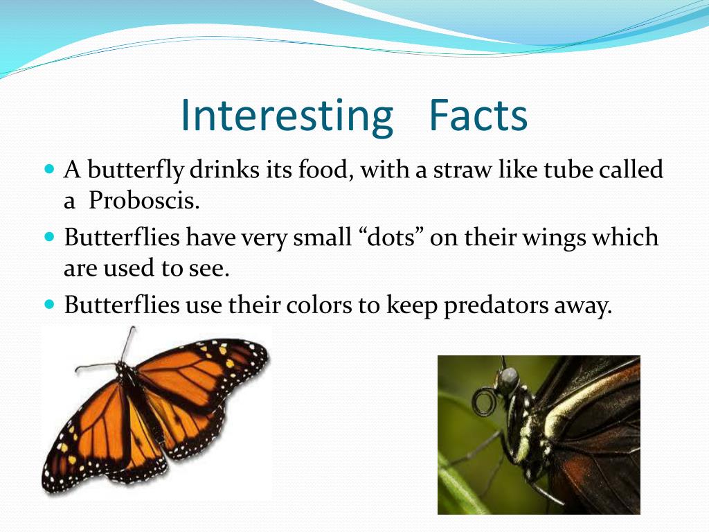 PPT Butterfly Facts PowerPoint Presentation Free Download ID 1928255