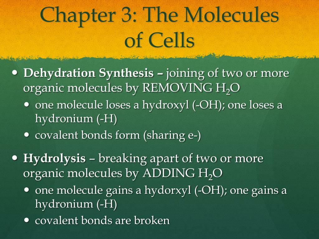 PPT - Honors Biology: Final Exam Review PowerPoint Presentation, free ...