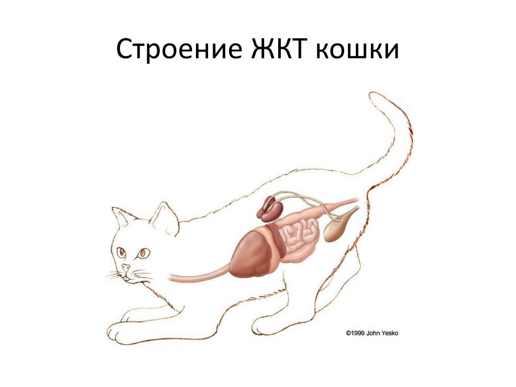 Пищевод кошки