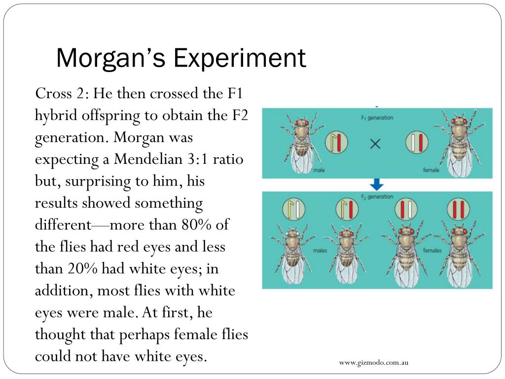 12 topic. Morgan s Experiments.
