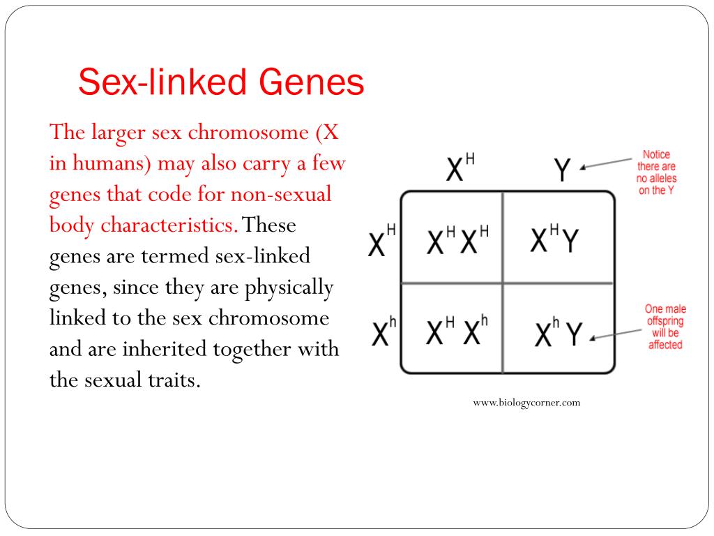 Ppt Blueprint Of Life Topic 12 Sex Linked Genes Powerpoint 