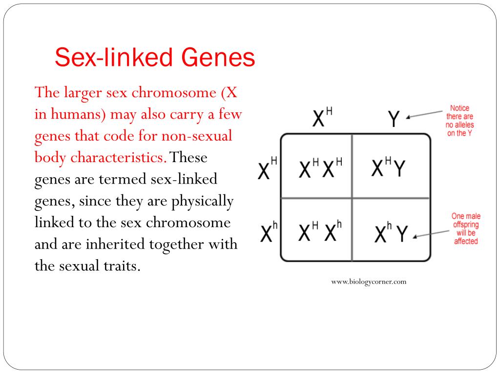 Ppt Blueprint Of Life Topic 12 Sex Linked Genes Powerpoint Presentation Id 1930712