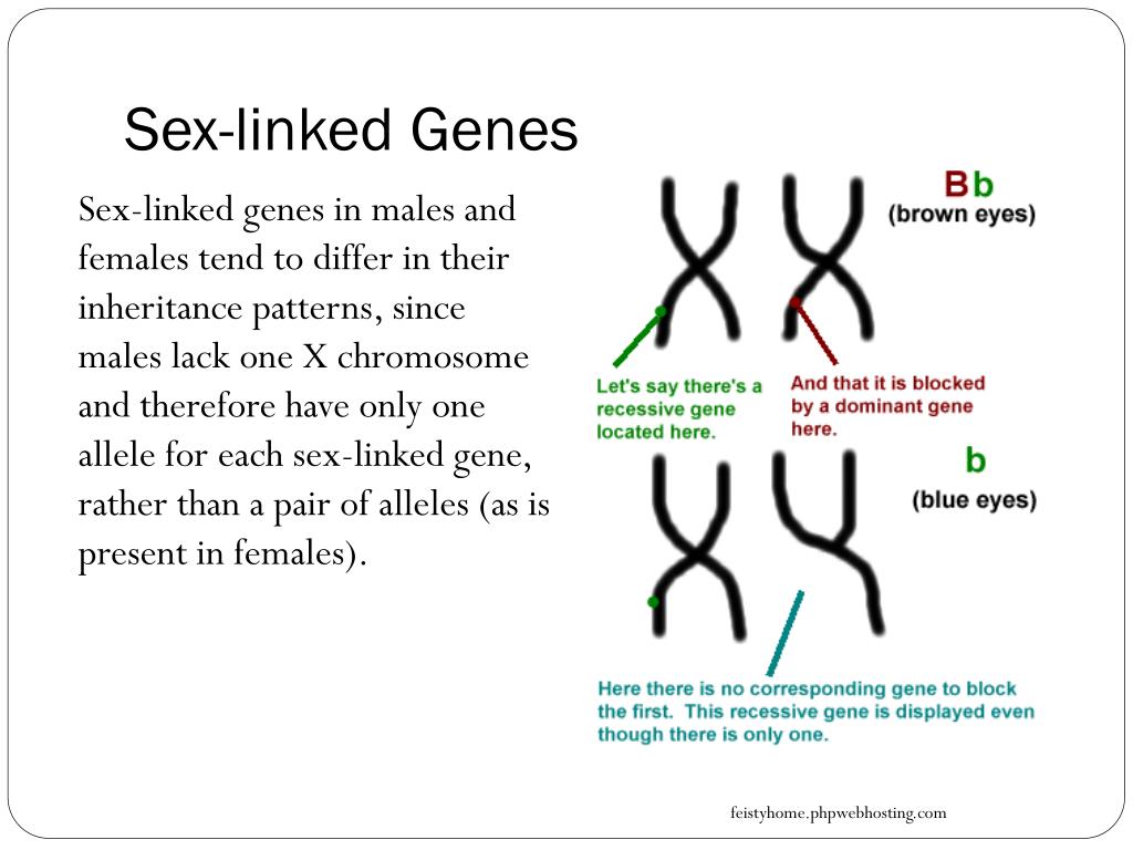 Ppt Blueprint Of Life Topic 12 Sex Linked Genes Powerpoint Presentation Id 1930712