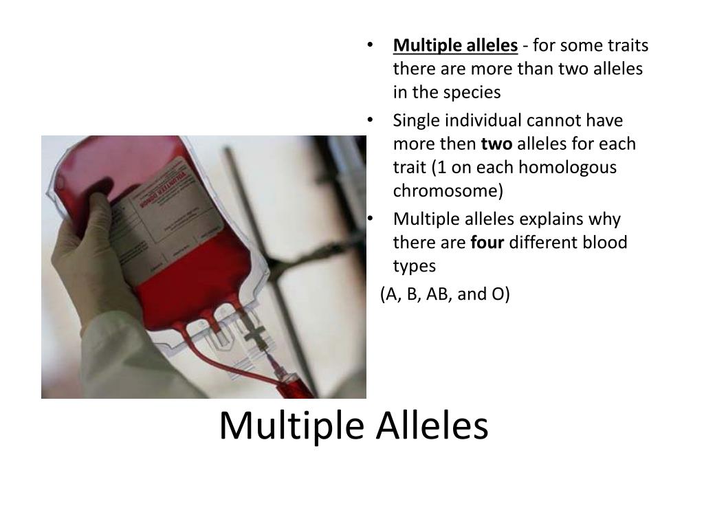 ppt-multiple-alleles-powerpoint-presentation-free-download-id-1930737