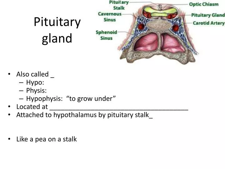 PPT - Pituitary gland PowerPoint Presentation, free download - ID:1930758