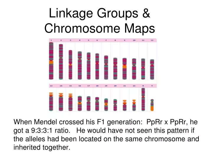 ppt-linkage-groups-chromosome-maps-powerpoint-presentation-free