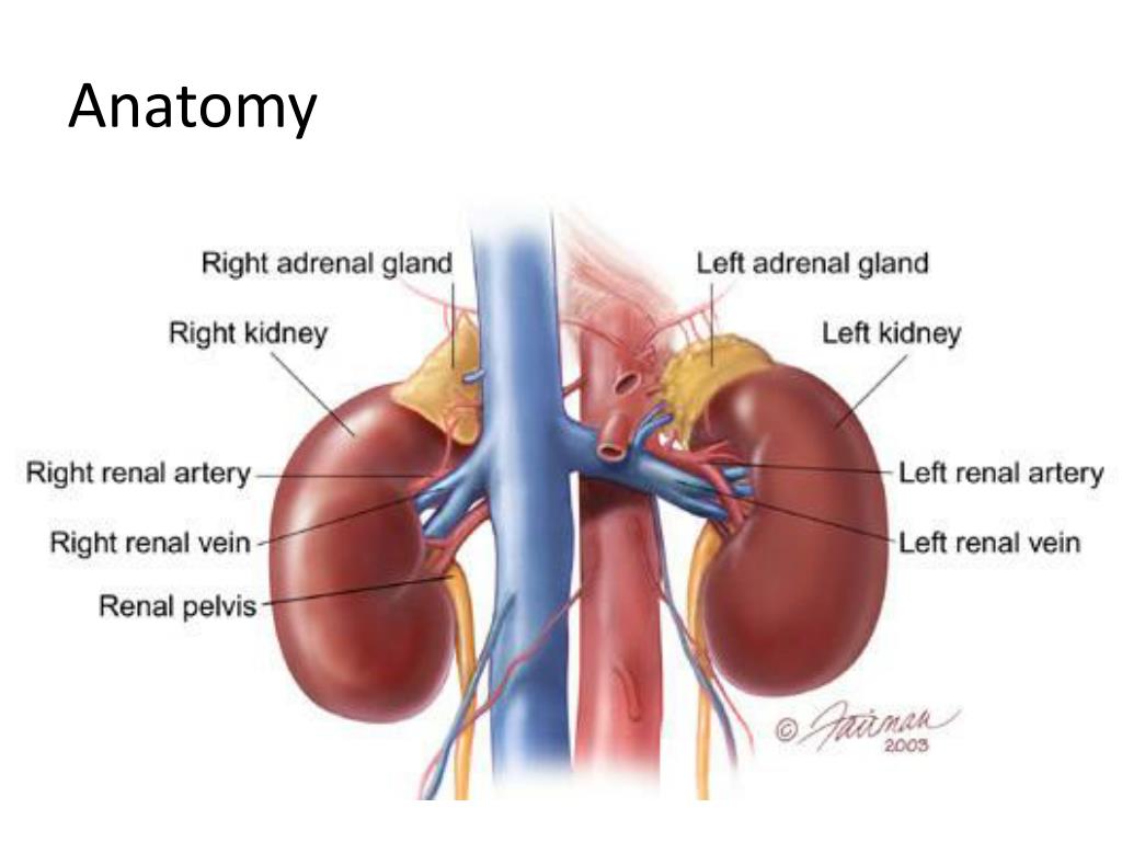 difference between adrenal gland and pituitary gland difference between adrenal gland and pituitary gland