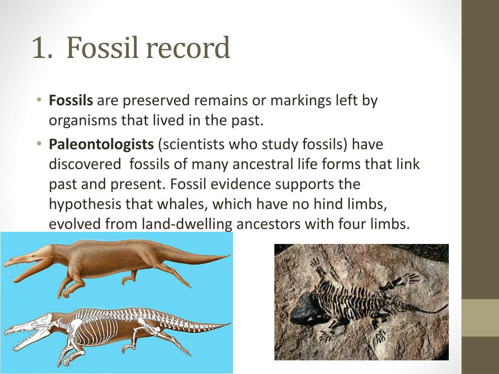 Evidence Of Evolution Fossil Record Examples