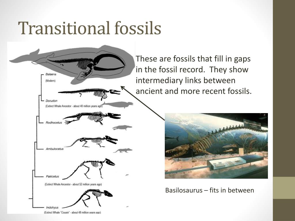 PPT Evidences Of Evolution PowerPoint Presentation Free Download 