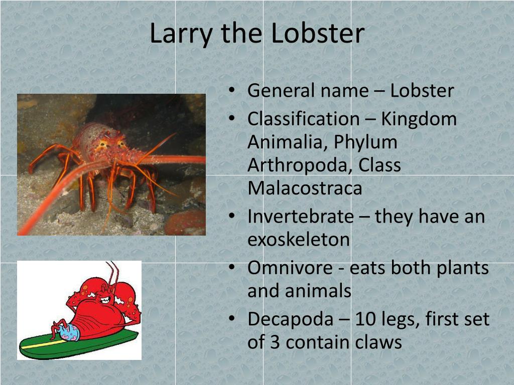 PPT - The Marine Biology of Spongebob Squarepants PowerPoint ...
