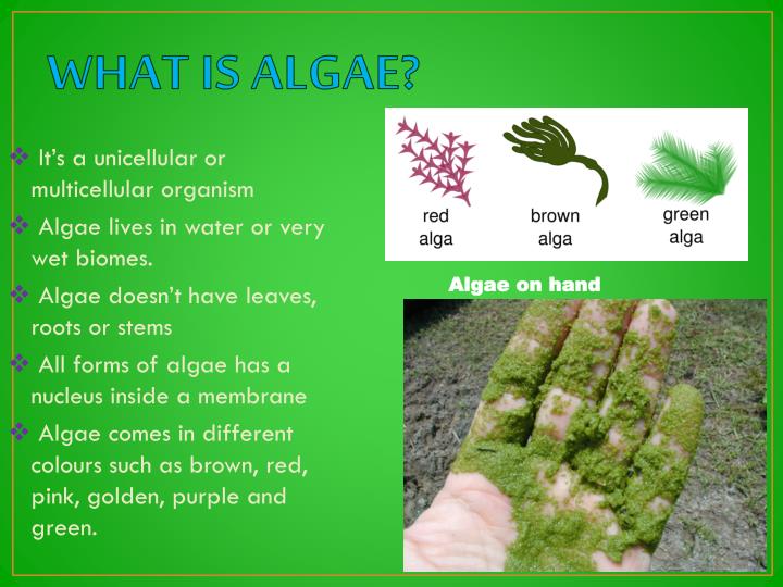 ppt-algae-powerpoint-presentation-id-1931048