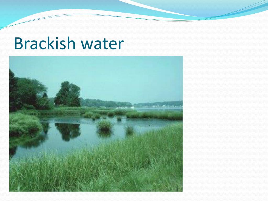 ppt-aquatic-science-powerpoint-presentation-free-download-id-2041102