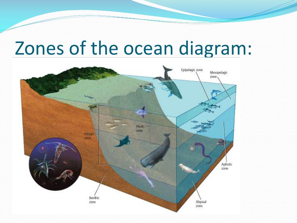 Зоны морского океана. Экосистема моря. Морские экосистемы. Прибрежные экосистемы. Экосистема океана.