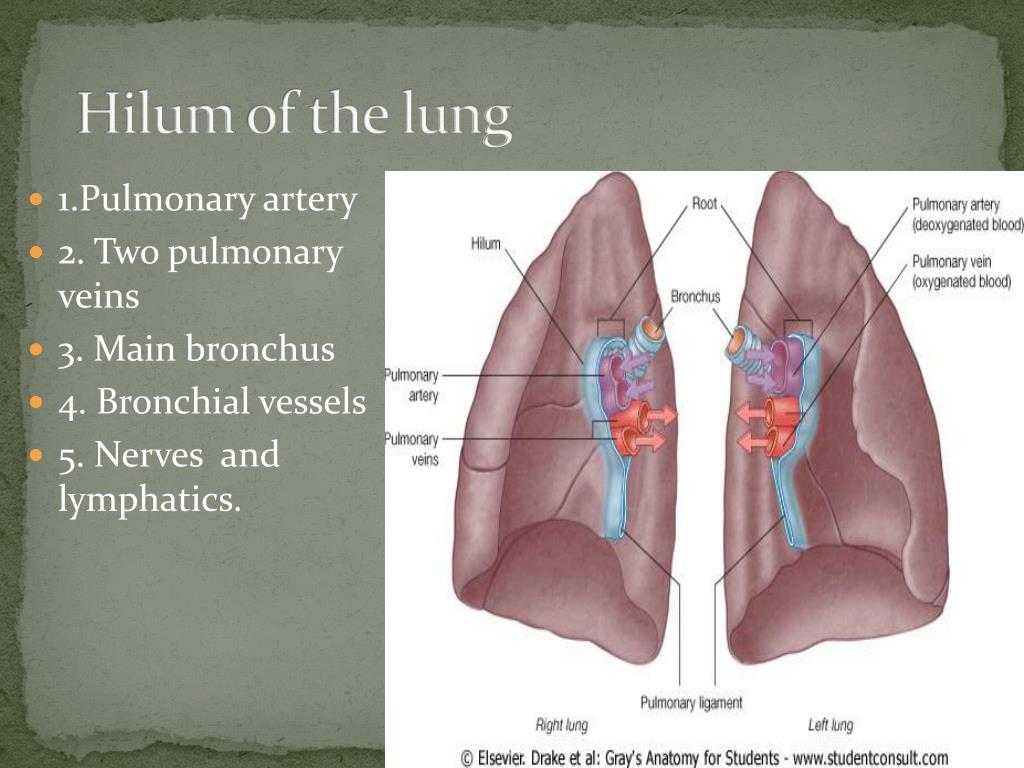free download hilum of lung free download hilum of lung